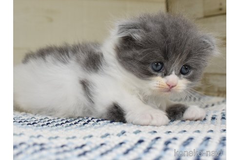 成約済の愛知県のスコティッシュフォールド(折れ耳)-91935の5枚目